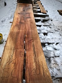 Sycamore